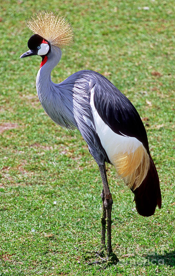 East African Crowned Crane Photograph by Millard H. Sharp