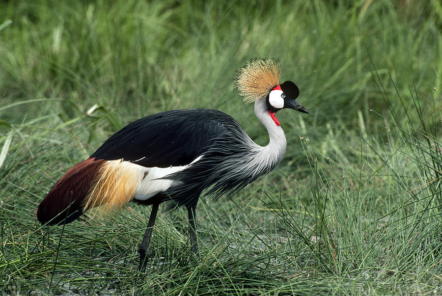 East African Crowned Crane Photograph by Phil A. Dotson | Fine Art America