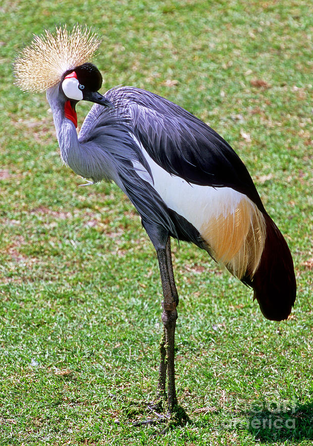 East African Crowned Crane Preening Photograph by Millard H. Sharp ...