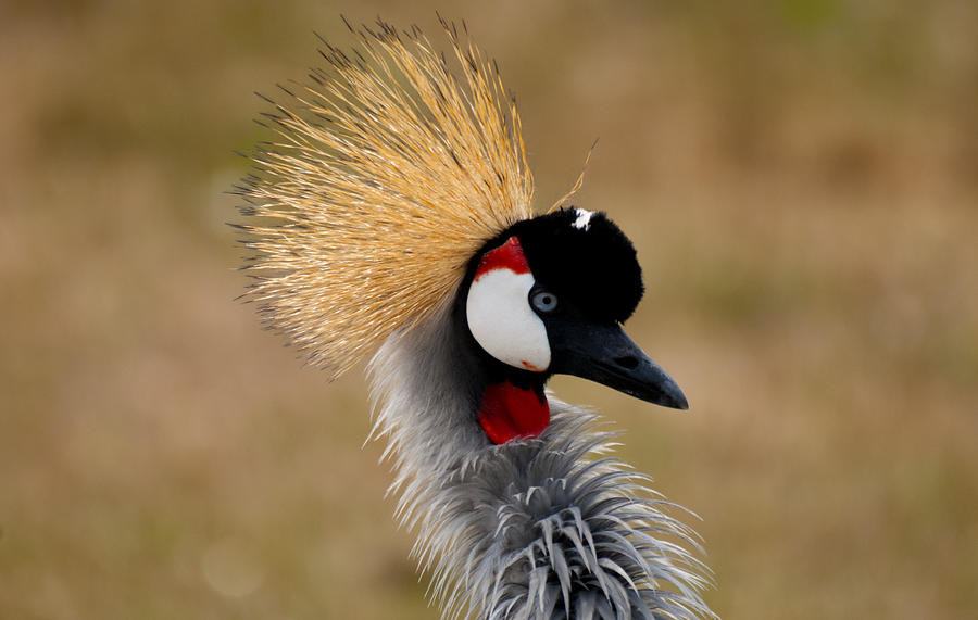 East African Crowned Crane Photograph by Tracy Winter