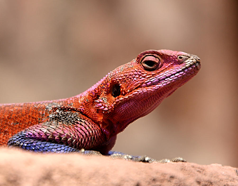 East African Rainbow Agama Lizard Male Photograph by Carole-Anne Fooks