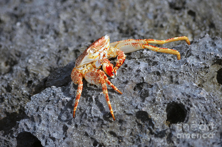 Vibrant Colors of a Rock Crab East Coast Cozumel Mexico  Photograph by Shawn OBrien