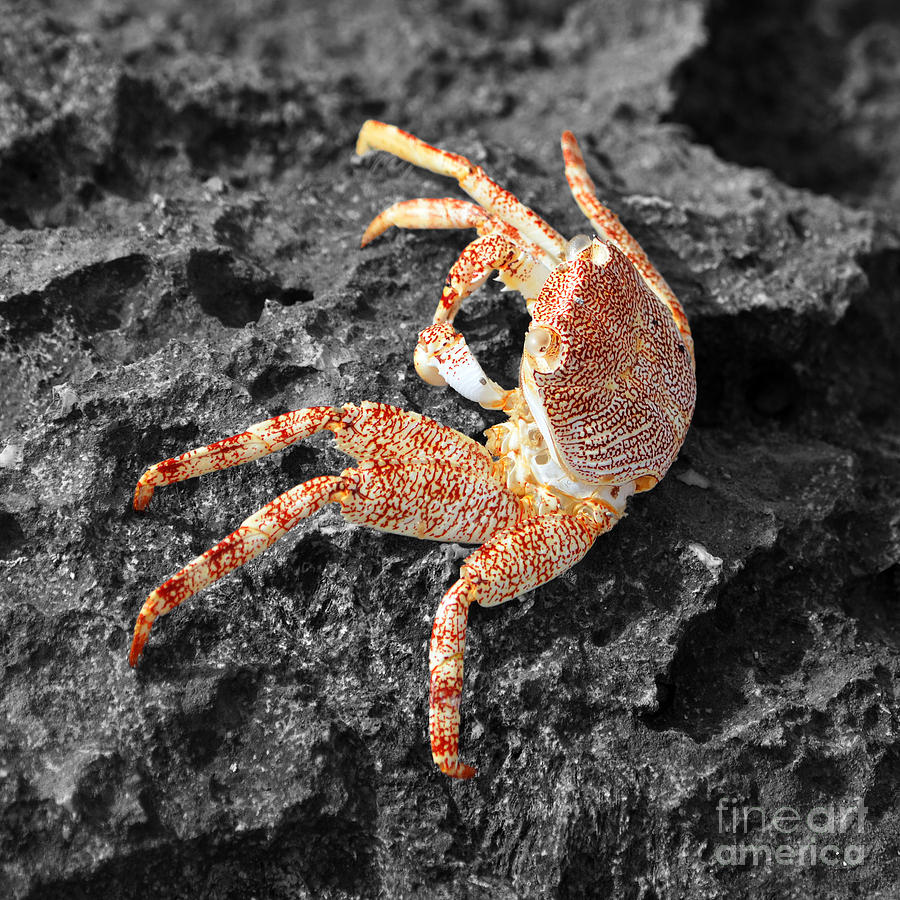 Vibrant Colors of a Rock Crab East Coast Cozumel Mexico Square Format Color Splash Digital Art Photograph by Shawn OBrien