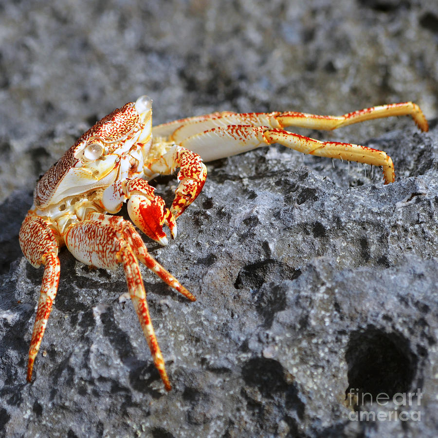 Vibrant Colors of a Rock Crab East Coast Cozumel Mexico Square Format Macro Photograph by Shawn OBrien