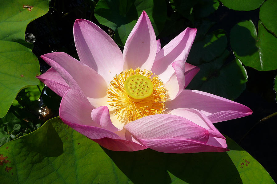 East India Lotus Photograph by Dan Myers