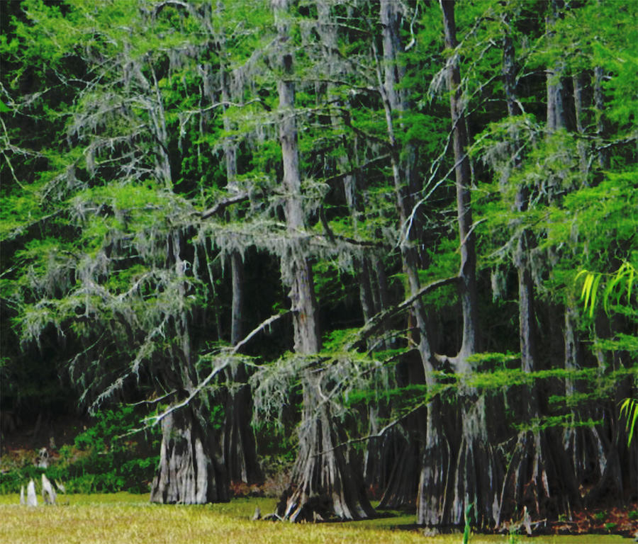 Tree Photograph - East Texas Cyprus by Shere Crossman