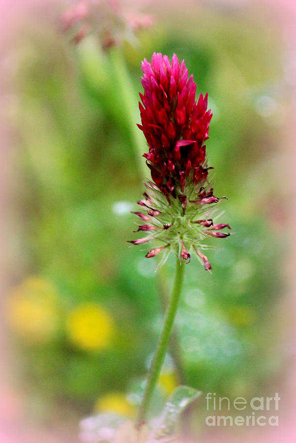 East Texas Red Clover Photograph by Kathy  White