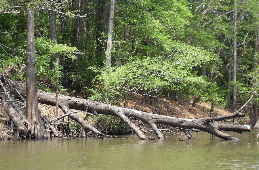 East Texas River Trees Photograph by Donna Wilson - Fine Art America