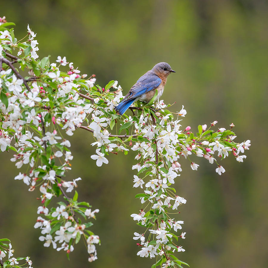 Bluebird Photograph - Eastern Bluebird Square by Bill Wakeley