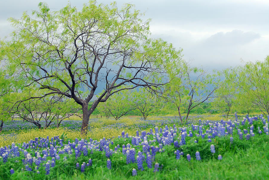 Easter Bluebonnets Photograph by Tracy Smith Easter Bluebonnets Photograph by Tracy Smith