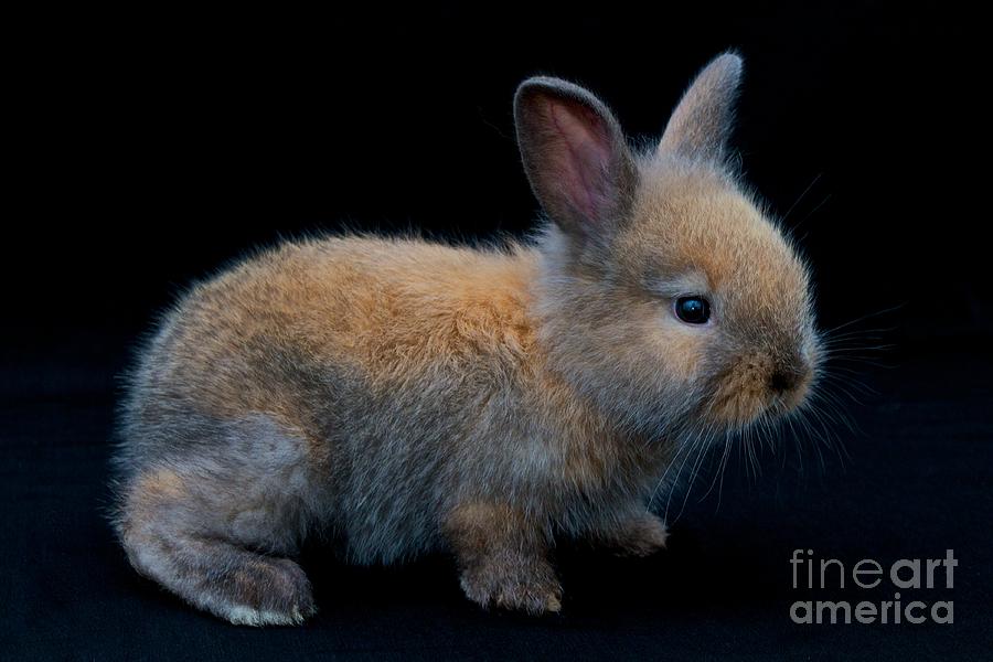 Holiday Photograph - Easter bunny by Gary Bridger