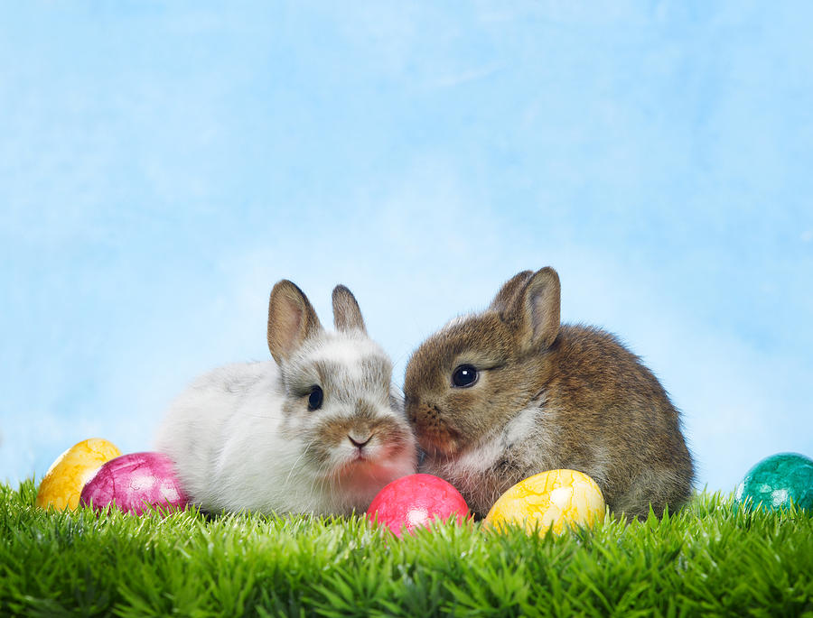 Easter bunny Photograph by MichaelLoeffler