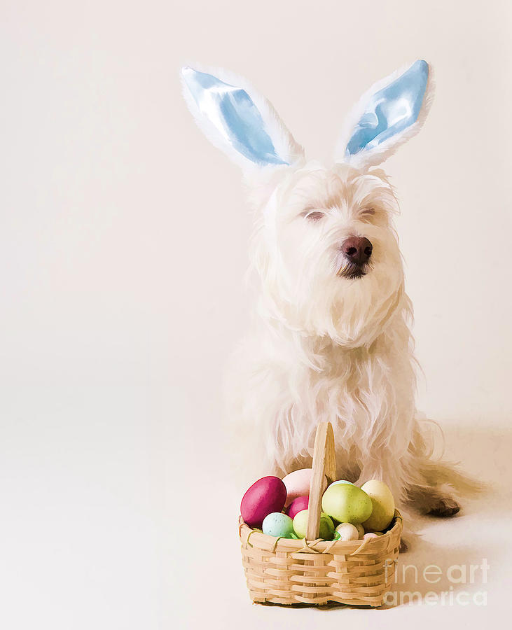 Easter Photograph - Easter Bunny Westie by Edward Fielding
