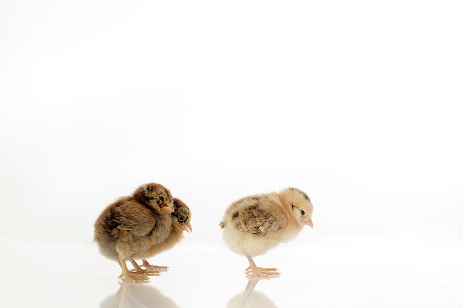 Easter Chicks Photograph by Valderrama Photography