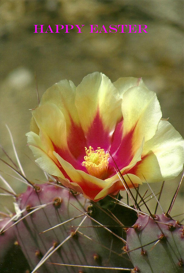 Easter desert flower Photograph by Dody Rogers