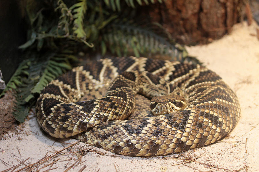 Easter Diamond back rattlesnake Photograph by Dwight Cook | Fine Art ...