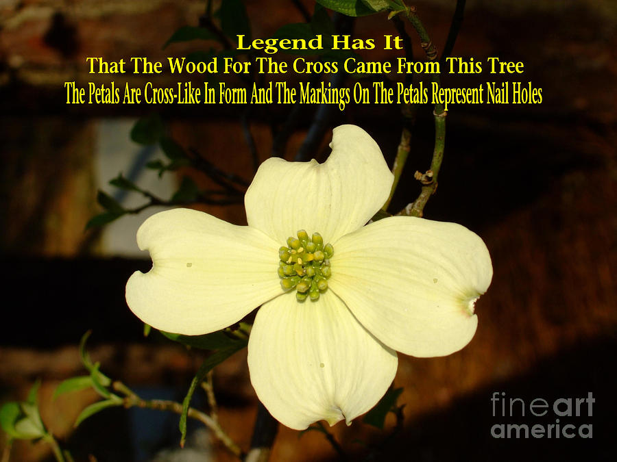 Easter Photograph - Easter Dogwood Bloom by Bob Sample