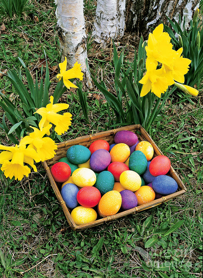 Easter Eggs And Daffodils Photograph by Michael P Gadomski