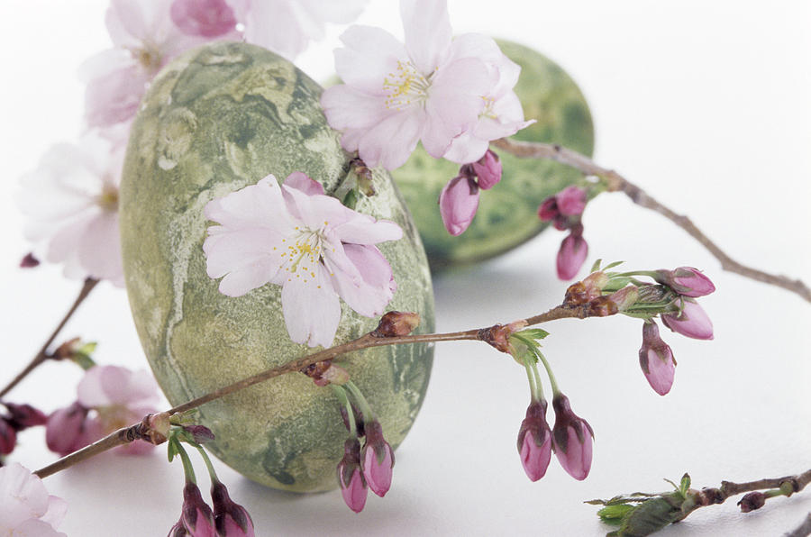 Easter eggs with cherry blossom, close up Photograph by Achim Sass