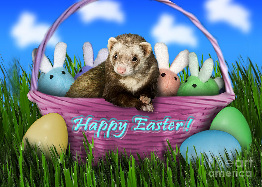 Nature Photograph - Easter Ferret by Jeanette K