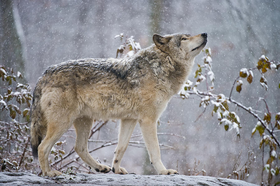 Easter gray wolf In winter Photograph by Copyright Michael Cummings