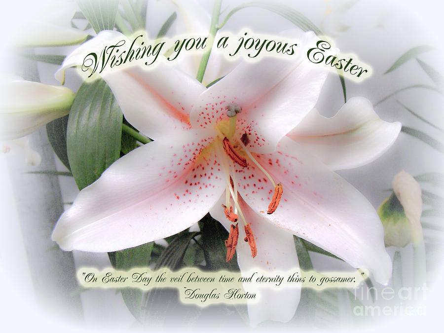 Easter Greeting Card - White Lily With Quote Photograph by Carol Senske