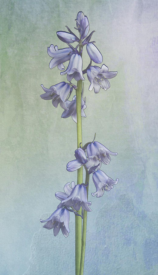 Easter Hyacinth Photograph by Michael Peychich