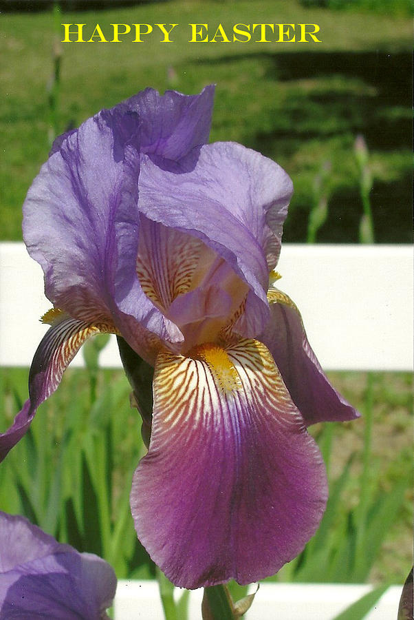 Easter- Iris Photograph by Dody Rogers