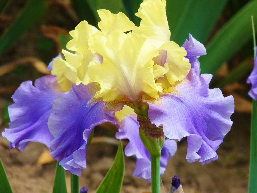 Easter Iris Photograph by Jeanette Oberholtzer