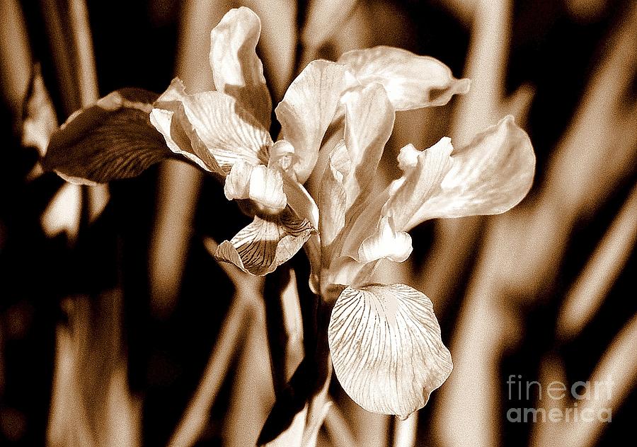 Iris Easter Blossom Photograph by Michael Hoard