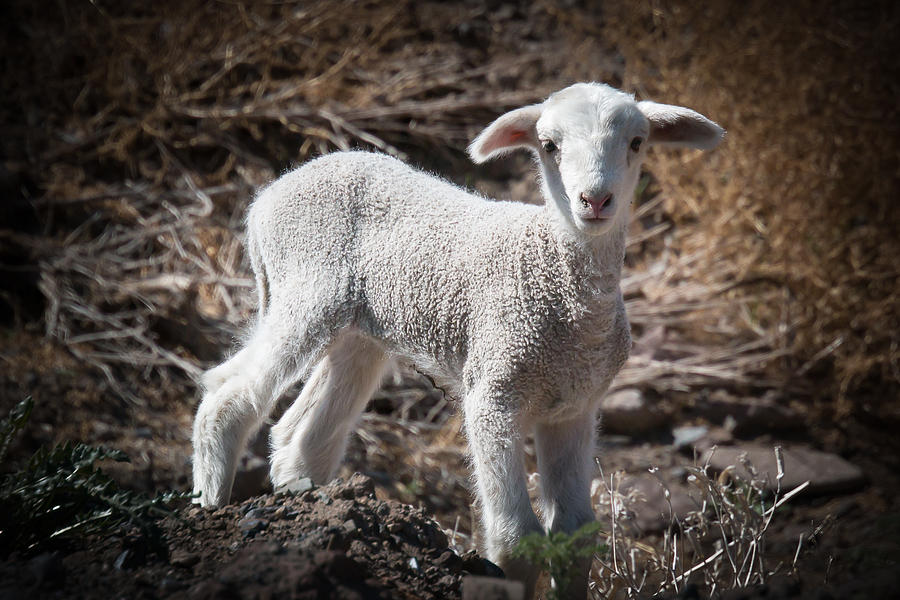 March Lamb Photograph by Jan Davies
