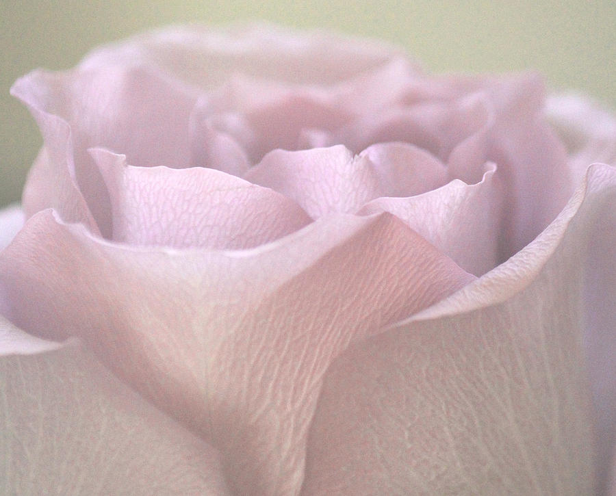 Easter Lilac Rose Photograph by The Art Of Marilyn Ridoutt-Greene