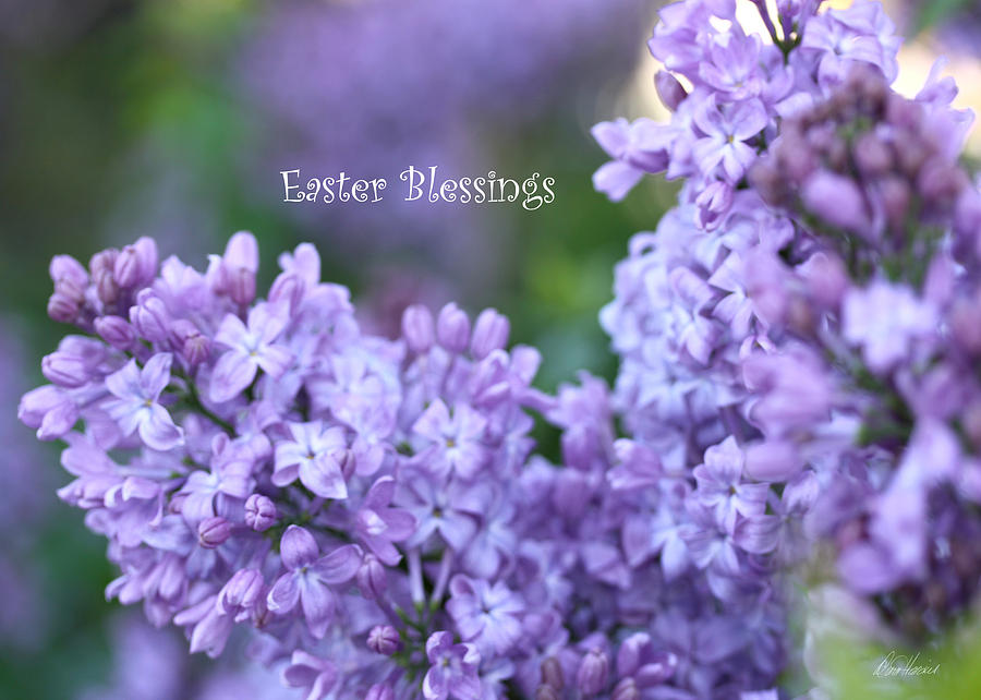 Easter Lilacs Photograph by Diana Haronis