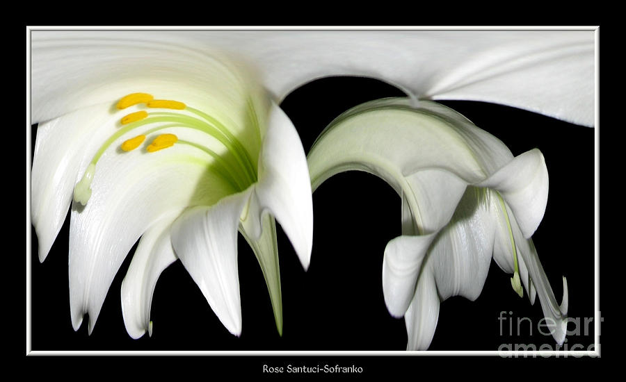 Easter Lilies Abstract Photograph by Rose Santuci-Sofranko