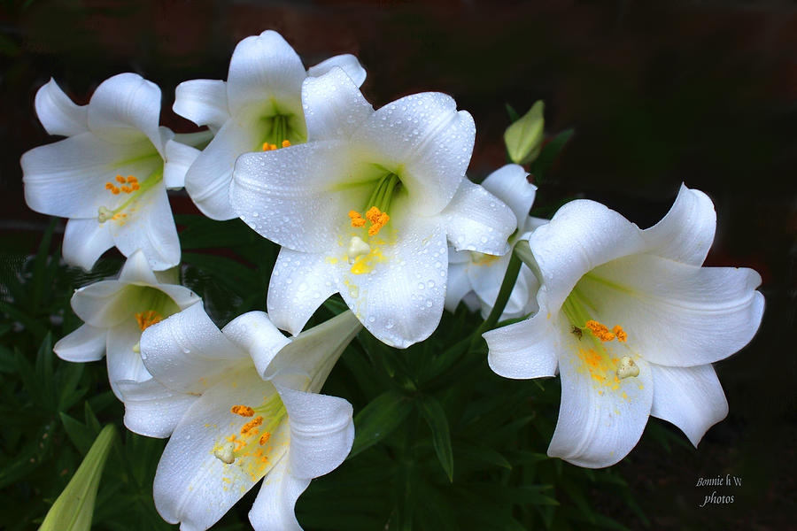 Easter Lilies Photograph by Bonnie Willis