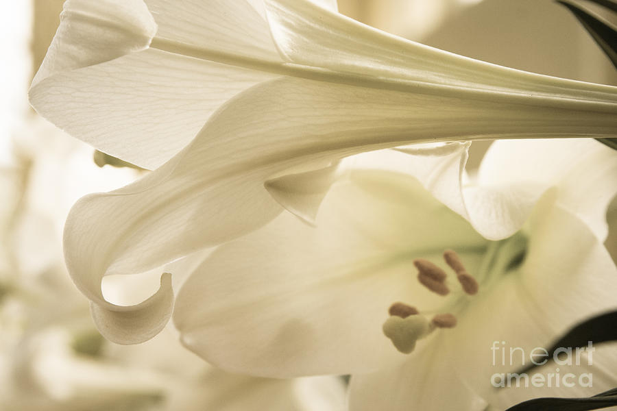 Easter Lilies Photograph by Chris Scroggins