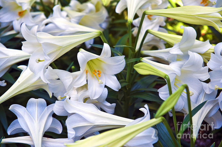 Easter Lilies in all their Glory Photograph by David Zanzinger