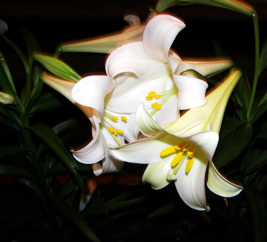 Flower Photograph - Easter Lilies by Pamela Hyde Wilson