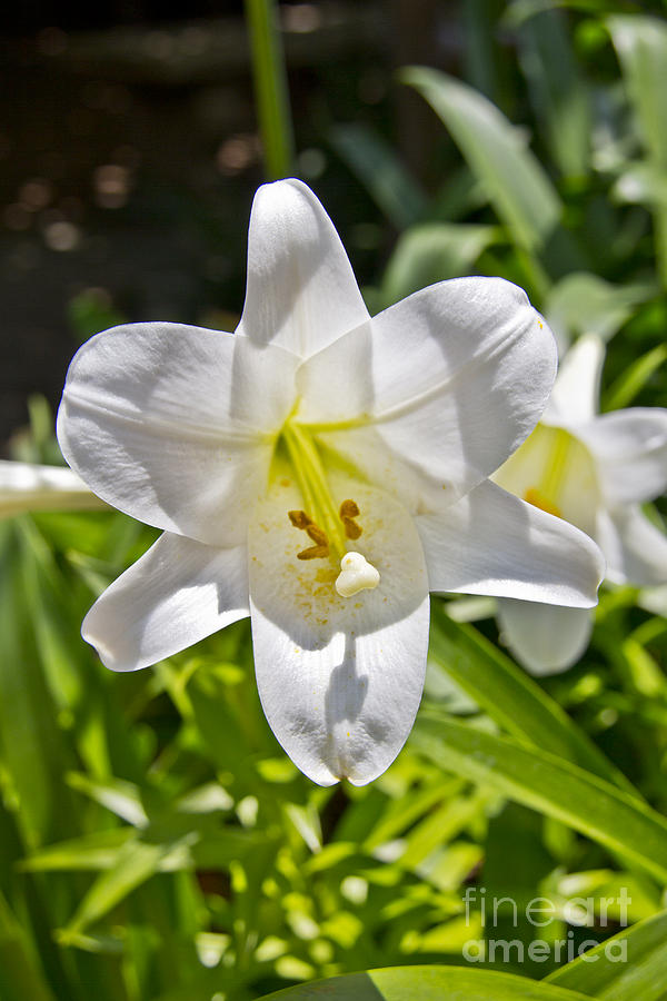 Easter Lilly 1 Photograph by David Doucot