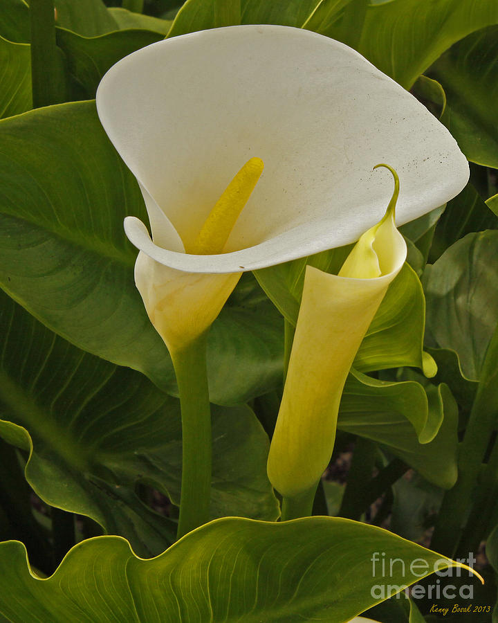 Easter Lilly-New and Old Photograph by Kenny Bosak