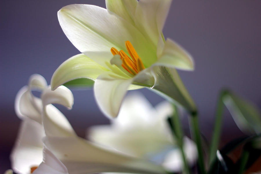 Easter Lilly Photograph by Randy Wehner