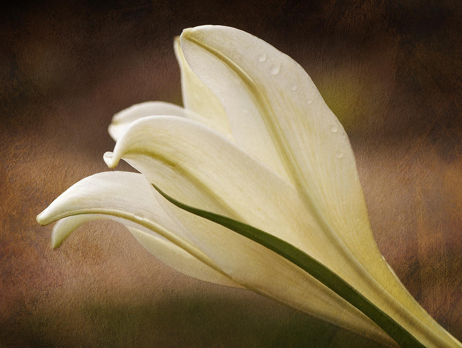 Easter Lily Beauty Photograph by Liz Mackney