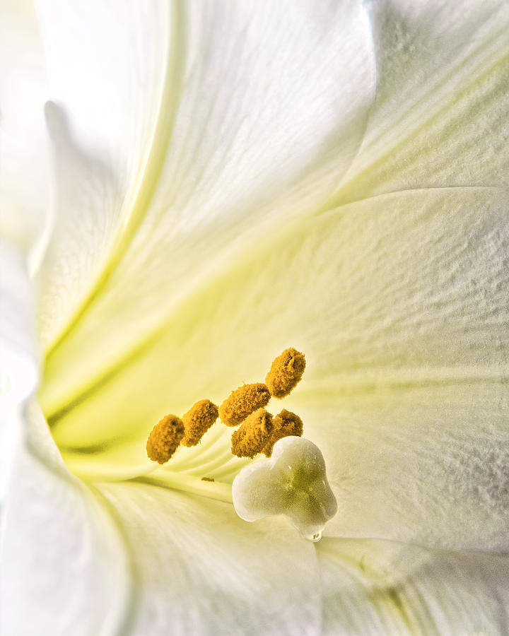 Easter Lily Photograph by Betty Eich