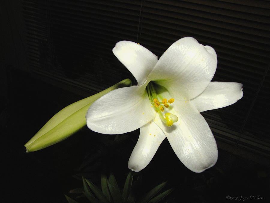 Easter Lily Blooming In October 2013 Photograph by Joyce Dickens
