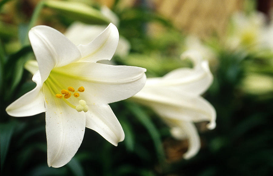 Easter Lily Photograph by Bonnie Sue Rauch
