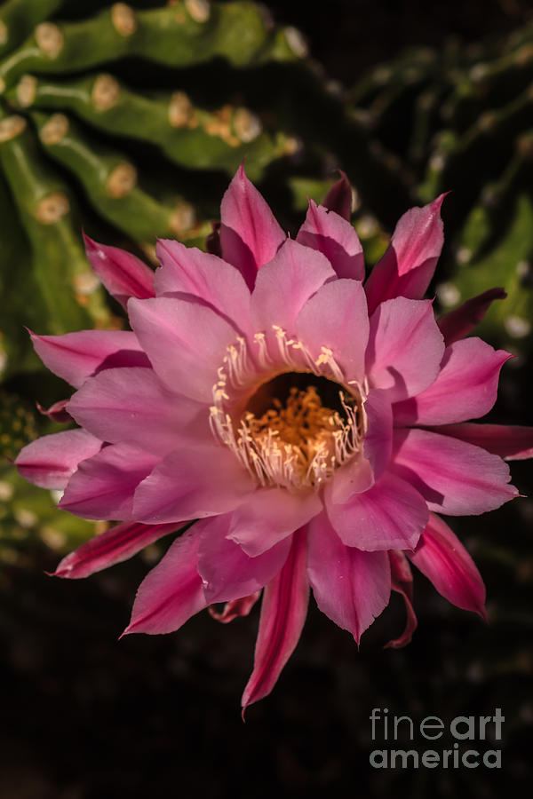 Flower Photograph - Easter Lily Cactus by Robert Bales