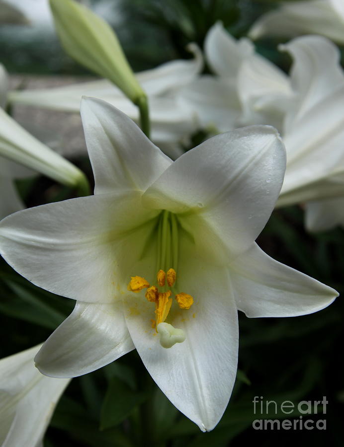 Easter Lily Photograph by Christiane Schulze Art And Photography