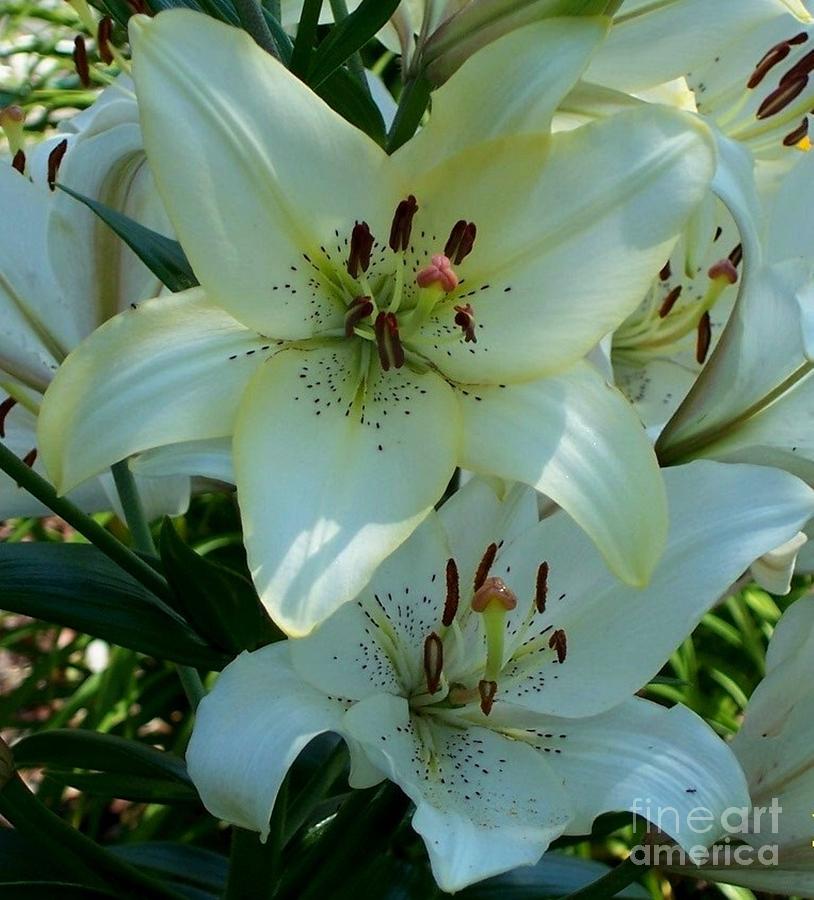 Easter Lily Photograph by David Neace CPX