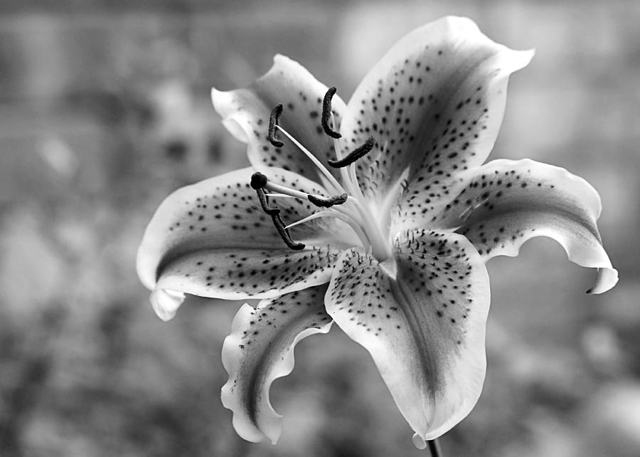 Easter Lily Photograph