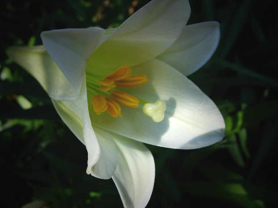 Easter Lily II Photograph by Stacy Michelle Smith